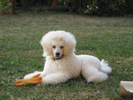 13.8.2015 hrátky po stříhání